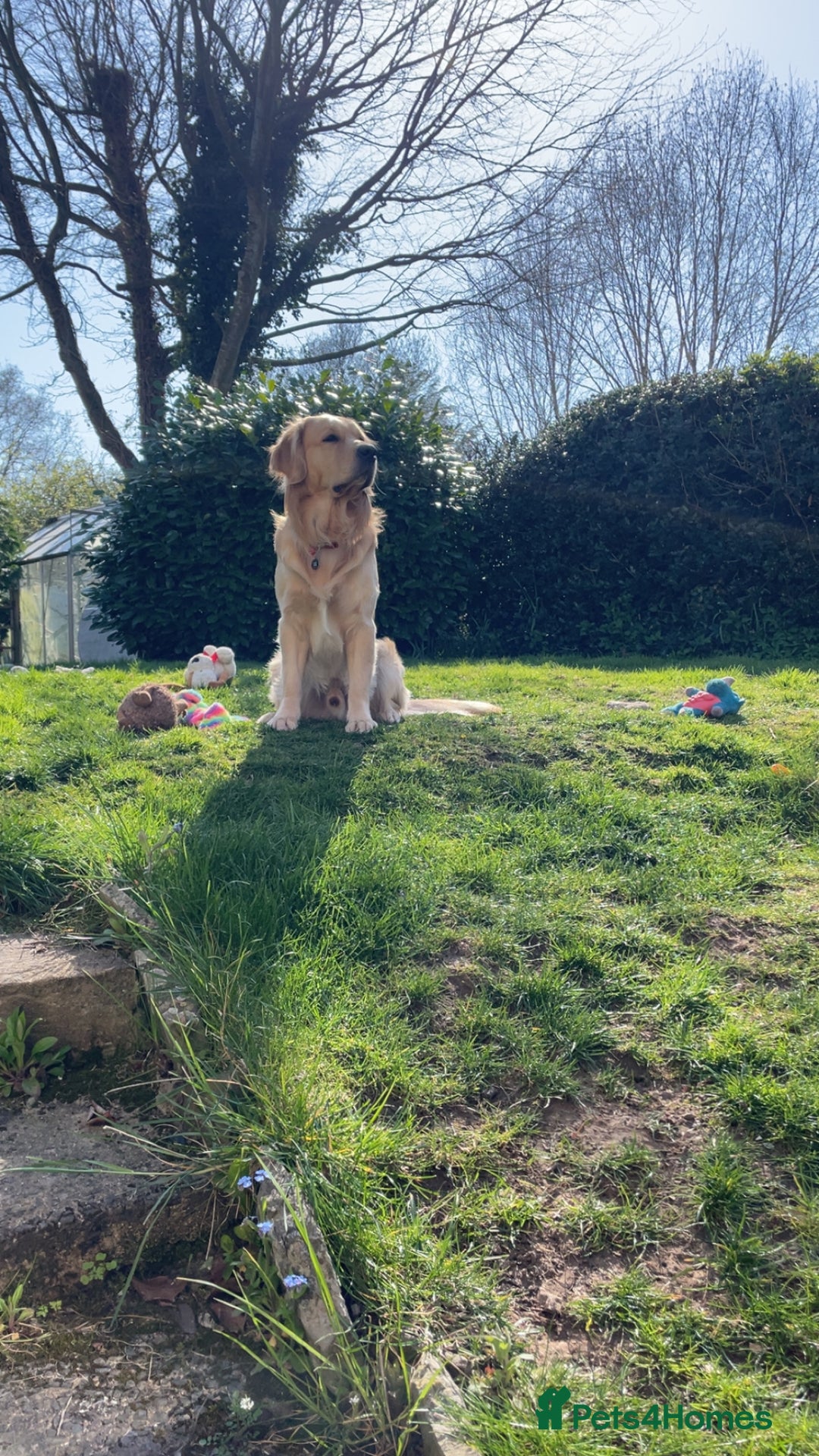 Golden Retriever dogs for stud: Proven Gorgeous Stud Dog - Image 1