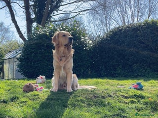 Golden Retriever dogs - Advert 14