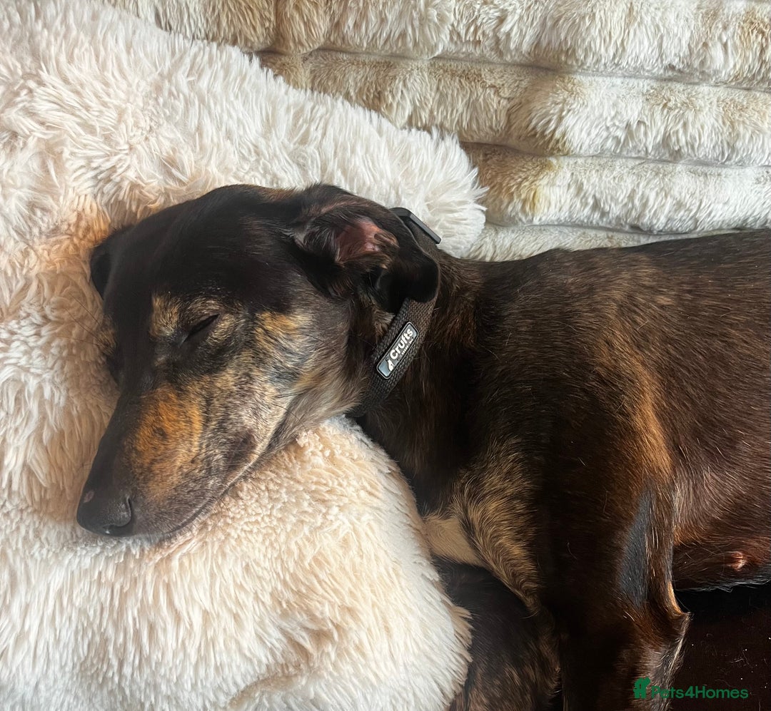 Mixed Breed dogs for sale: Sweet Lurcher Girl - Advert 3