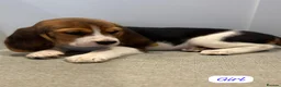 Beagle dogs for sale: ** Full pedigree beautiful beagles ** - Advert 9