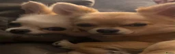 Chihuahua dogs for sale: Two Gorgeous Long-Haired Male Chihuahua Puppies - Advert 11