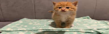 Mixed Breed Kitten 1