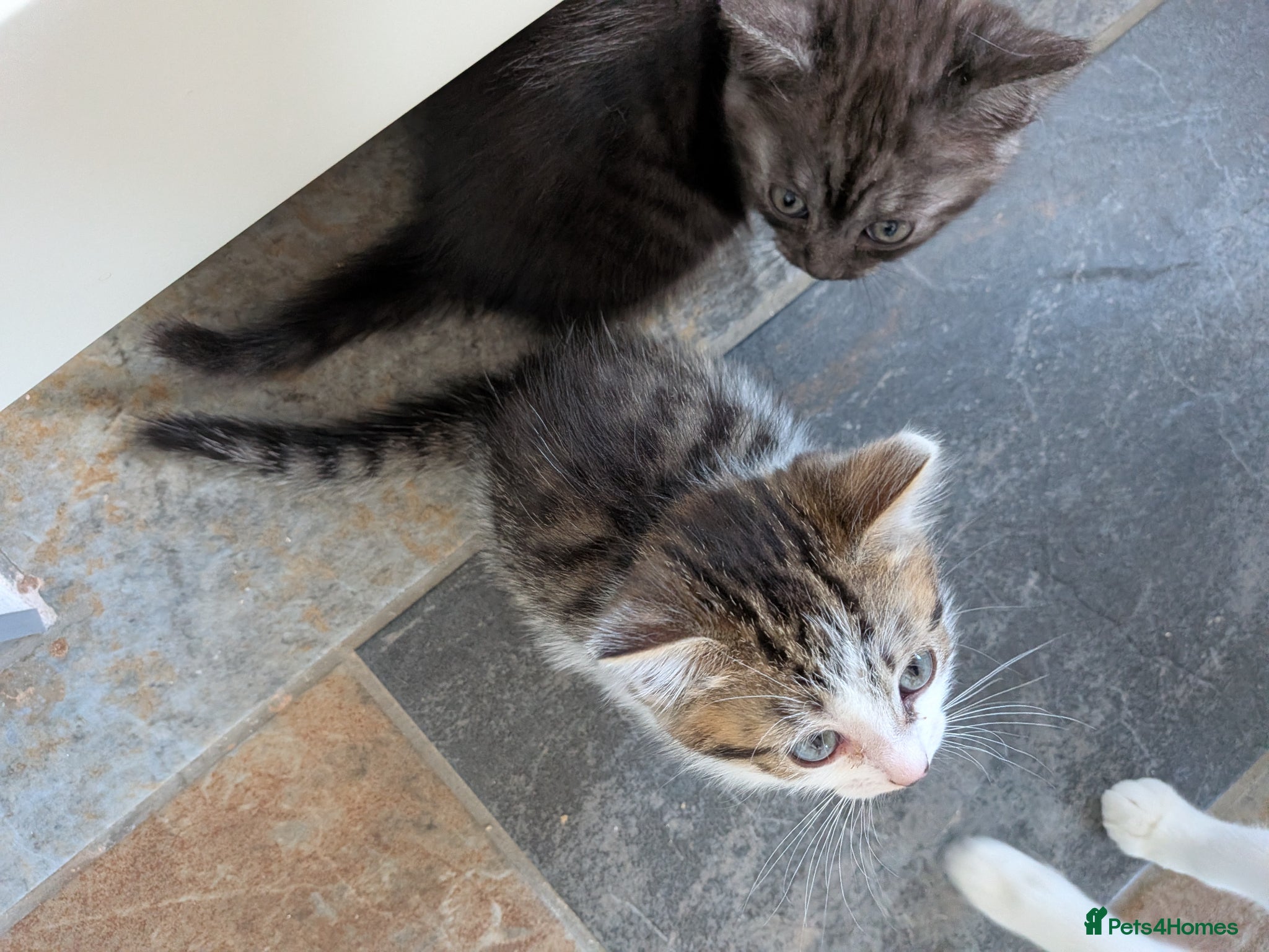 Mixed Breed cats for sale: Last girl of the litter to go! - Advert 3