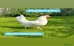Chickens poultry for sale: Coloured hybrid hens at pol - Image 12