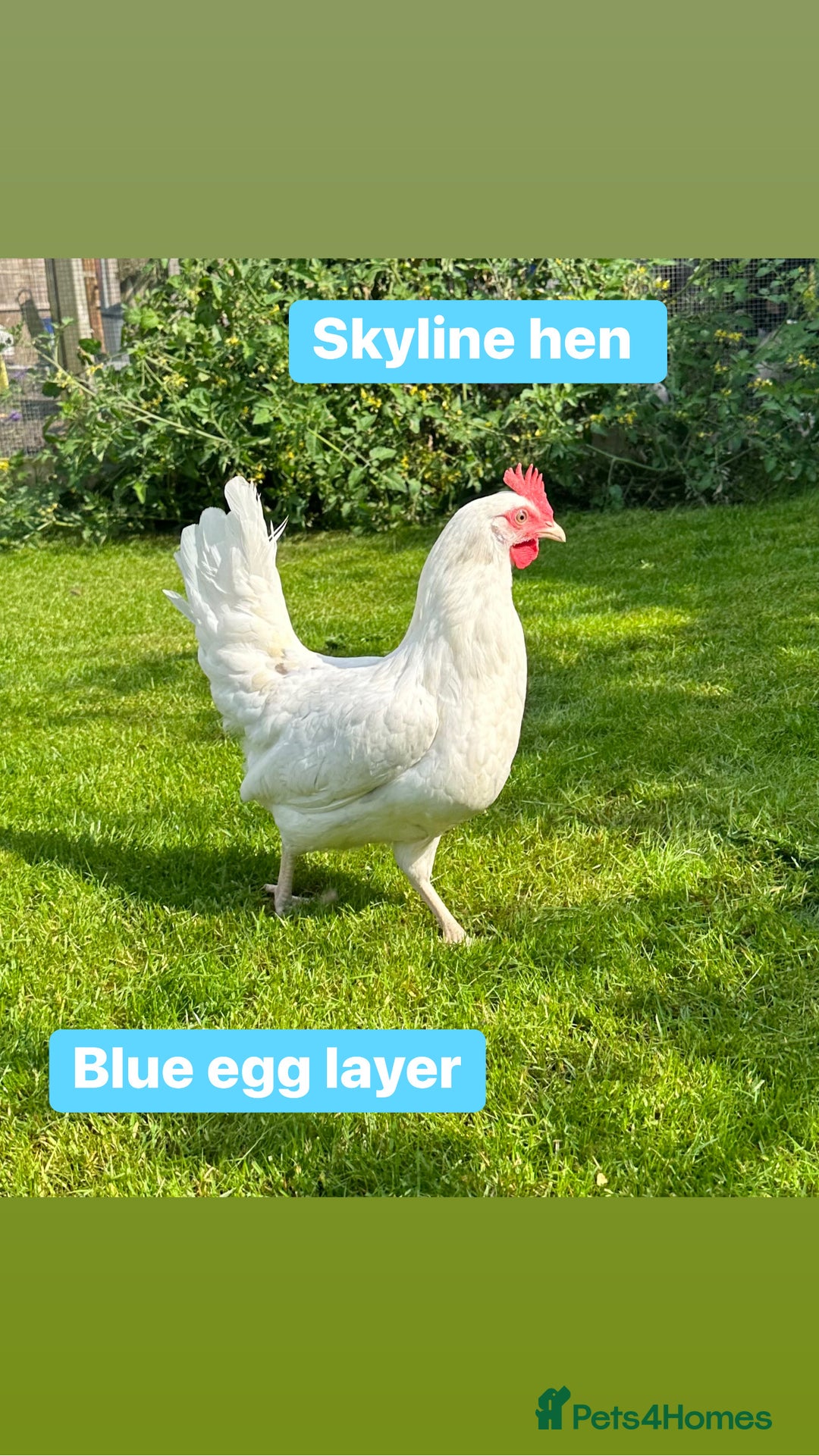 Chickens poultry for sale: Coloured hybrid hens at pol - Image 12