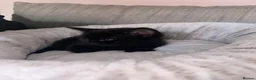 Mixed Breed cats for sale: Two kittens for sale  - Advert 3
