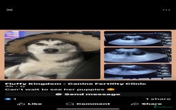Siberian Husky dogs for sale: Siberian husky - Image 8