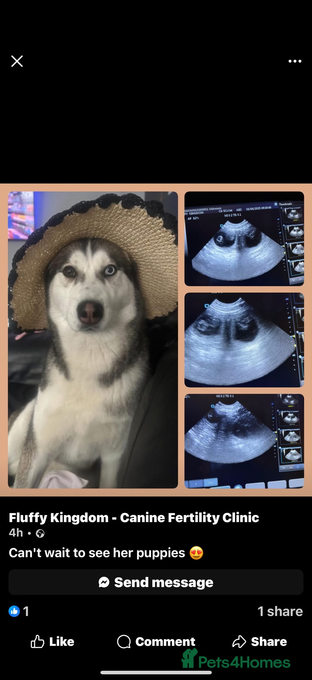 Siberian Husky dogs for sale: Siberian husky - Image 8