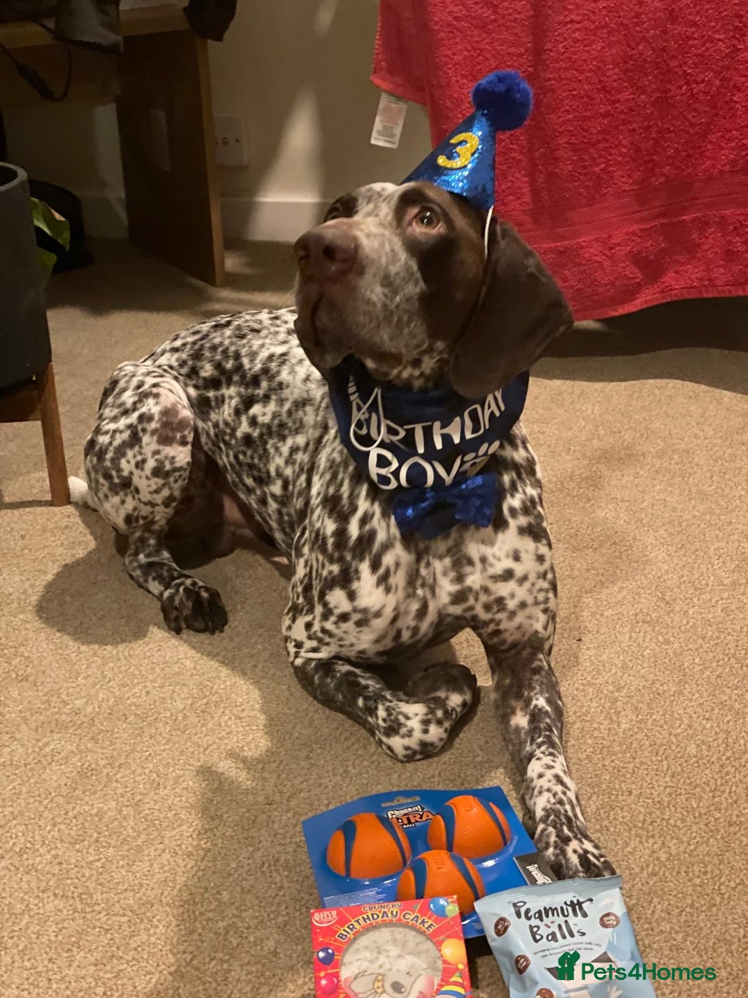 German Shorthaired Pointer dogs for sale: Kash German Shorthaired Pointer  - Image 4