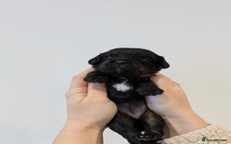 Cavapoo dogs for sale: F1 Cavapoos - Parents DNA Health Tested  - Advert 14