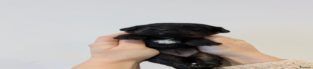 🩷 Female - (Black Tri) 