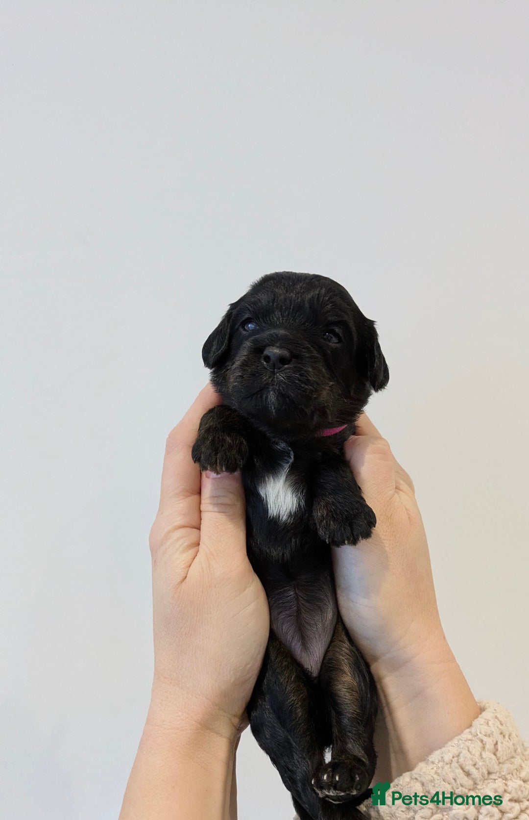 Cavapoo dogs for sale: F1 Cavapoos - Parents DNA Health Tested  - Advert 14