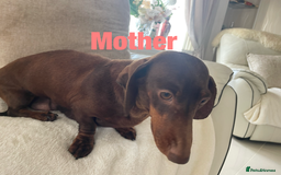 Dachshund dogs for sale: Dachshund puppies  - Image 4