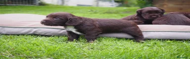 Cocker Spaniel 4