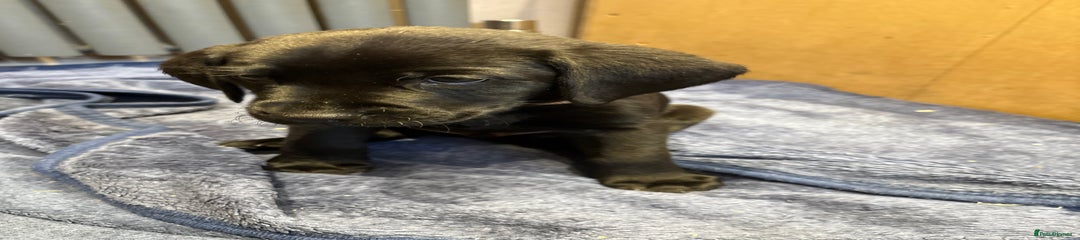 Mr Bronze - Puppy 6