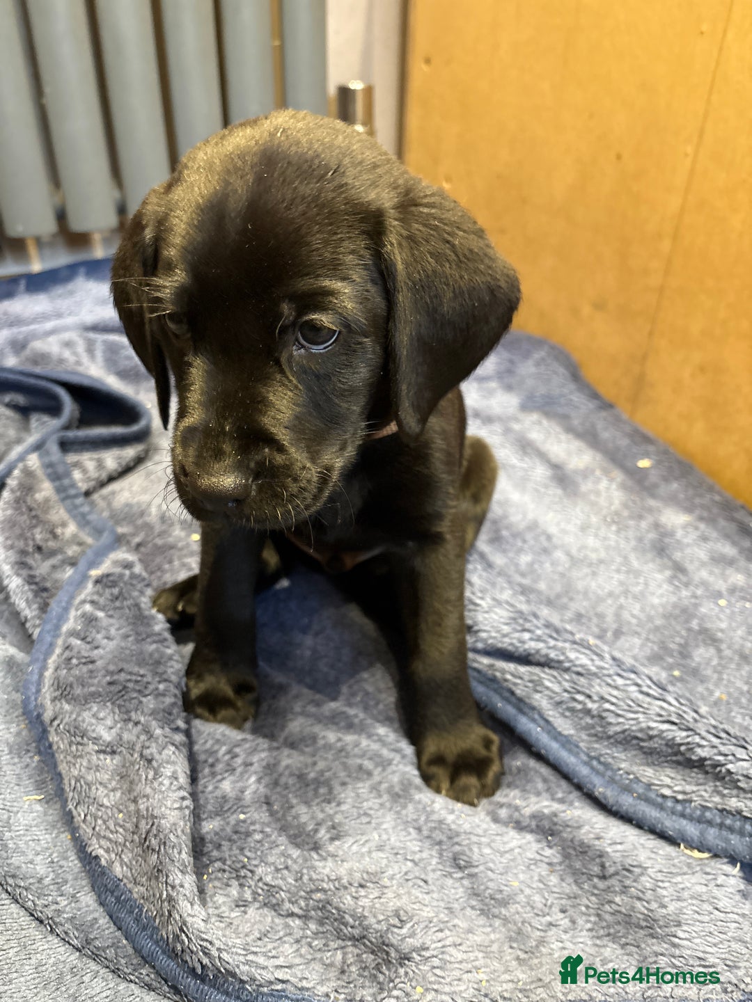Labrador Retriever dogs for sale: Stunning K.C. Reg. Black Labrador Puppies - Image 18