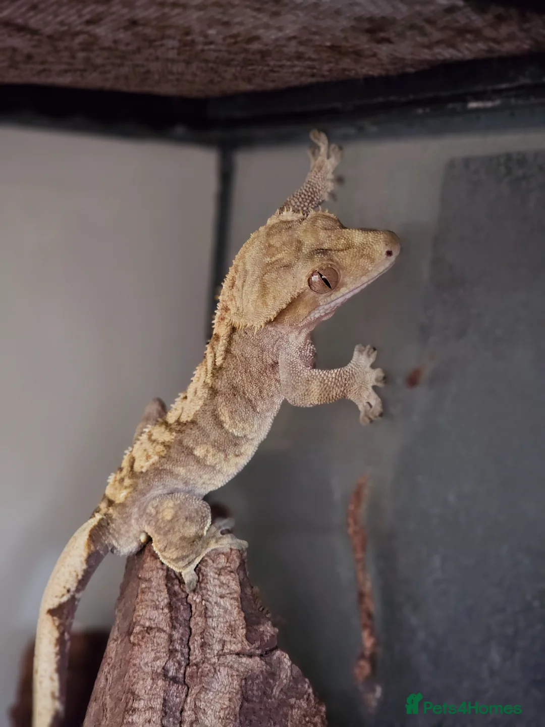 Gecko reptiles for sale: Male Crested Gecko in Huntingdon - Advert 8