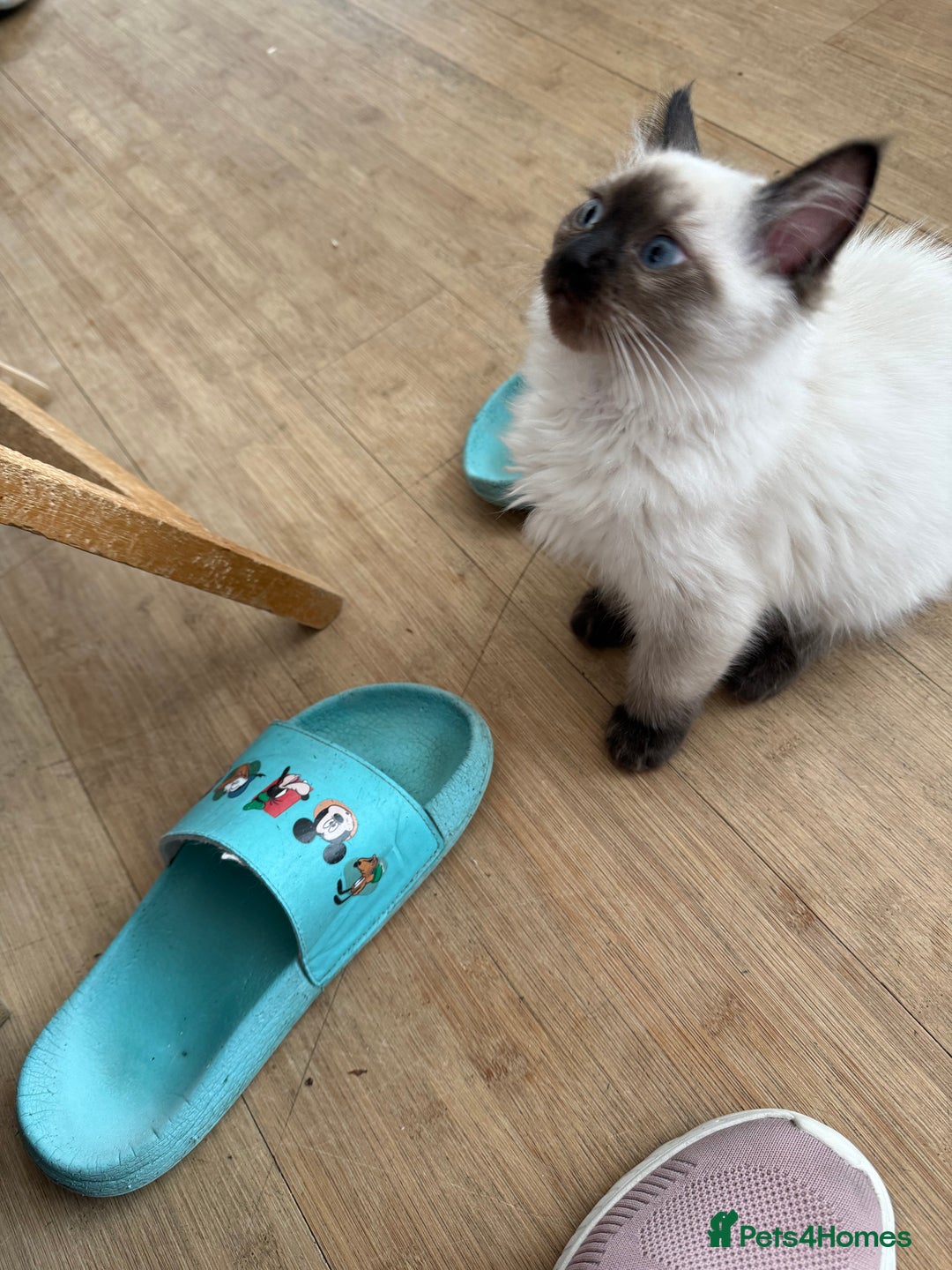 Ragdoll cats for sale: GCCF ragdoll seal point girl - Image 5