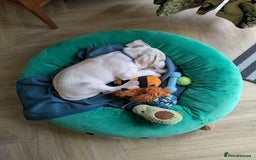 Beagle dogs for sale: Lenny the Lemon Beagle  - Image 21