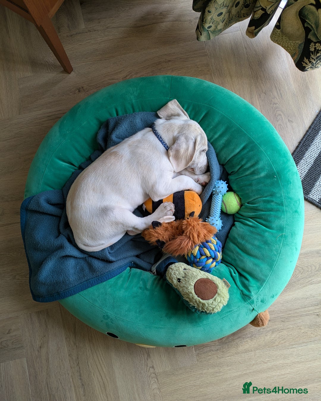 Beagle dogs for sale: Lenny the Lemon Beagle  - Image 21