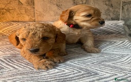 Cavapoo dogs for sale: Stunning Health Tested F1BB Cavapoo’s 🧬 - Image 25