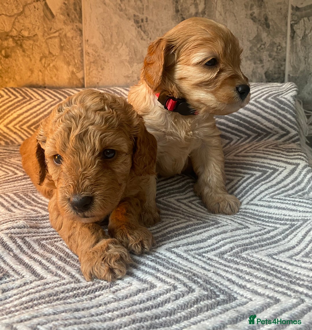 Cavapoo dogs for sale: Stunning Health Tested F1BB Cavapoo’s 🧬 - Image 25