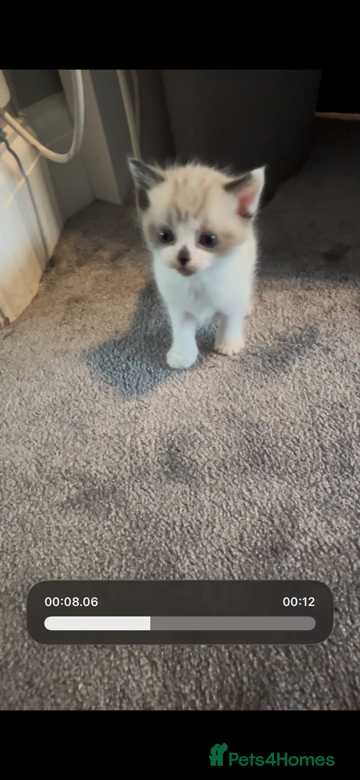 Mixed Breed cats Gorgeous fully kittens  - Advert 4