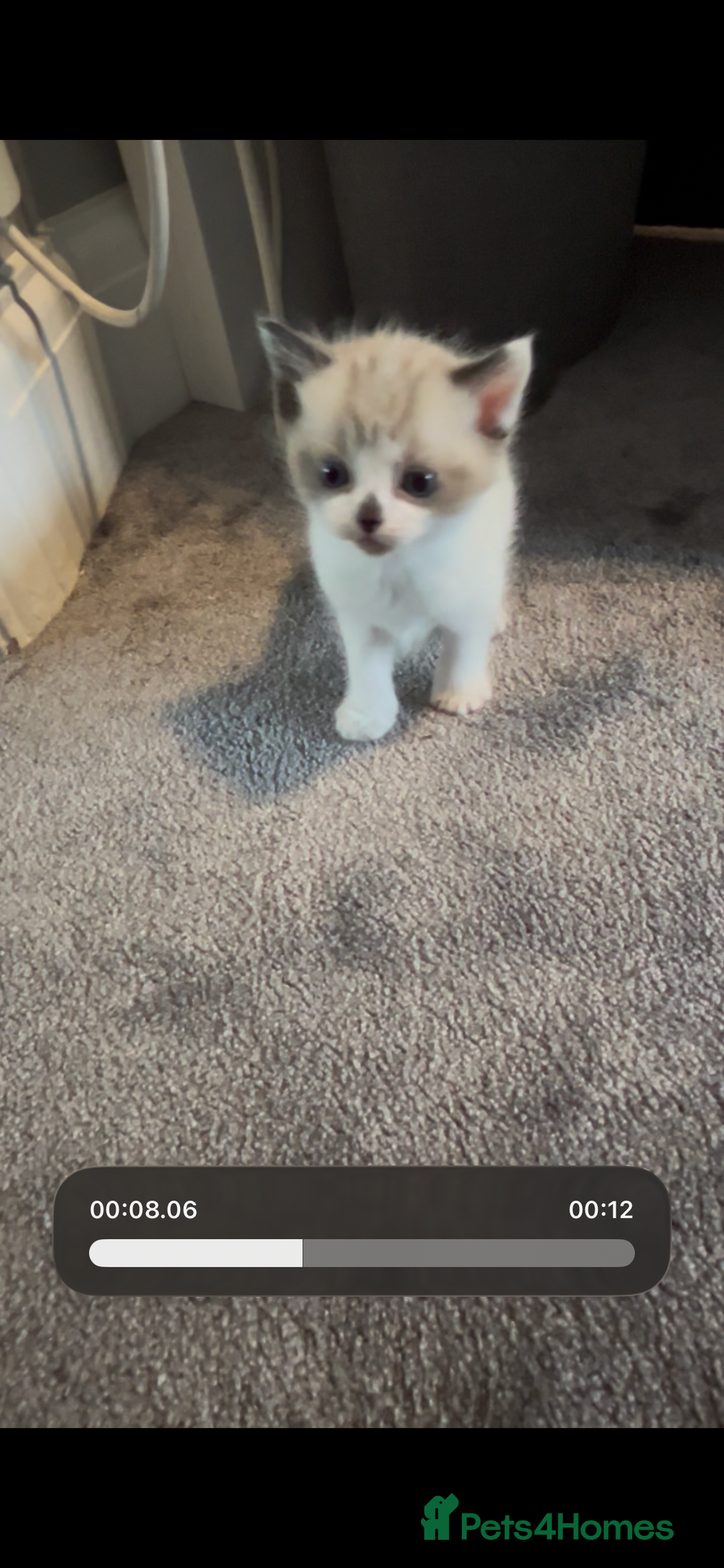 Mixed Breed cats for sale: Gorgeous fully kittens  - Advert 1