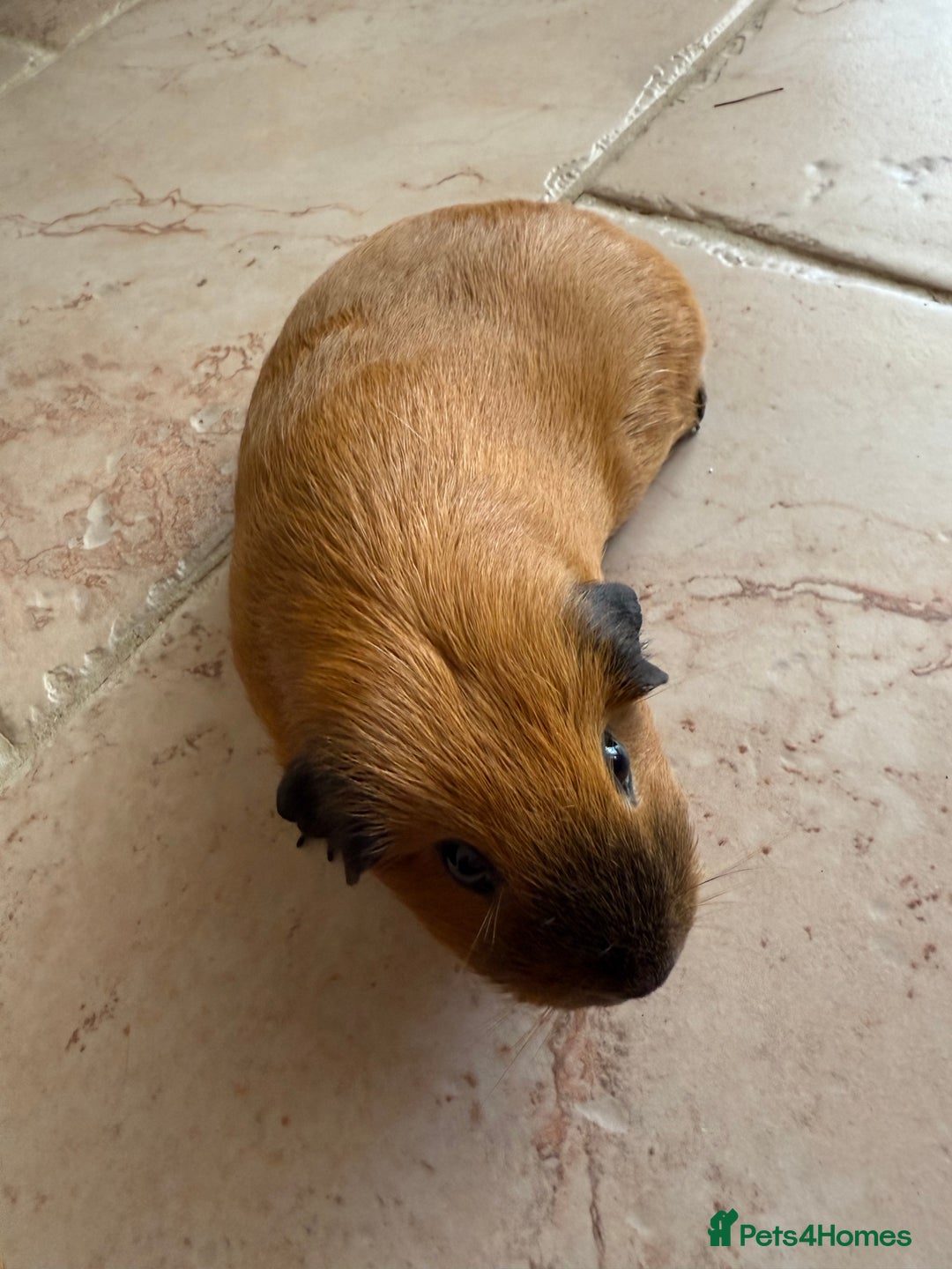 Guinea Pig rodents for sale: Two gorgeous friendly adult female guinea pigs - Image 4