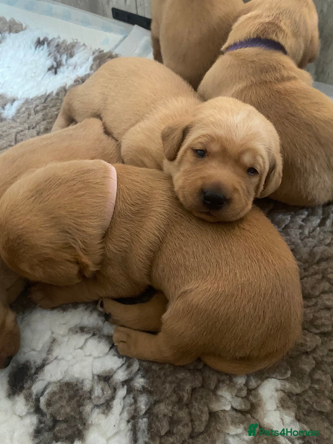 Labrador Retriever dogs for sale: Beautiful Fox Red Labrador KC Reg Puppies  - Advert 5