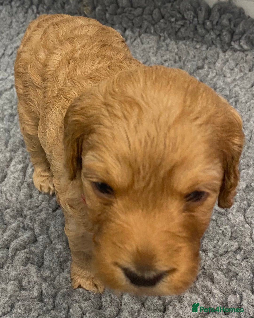 Cockapoo dogs for sale: Cockapoo Puppies for Sale - Image 3