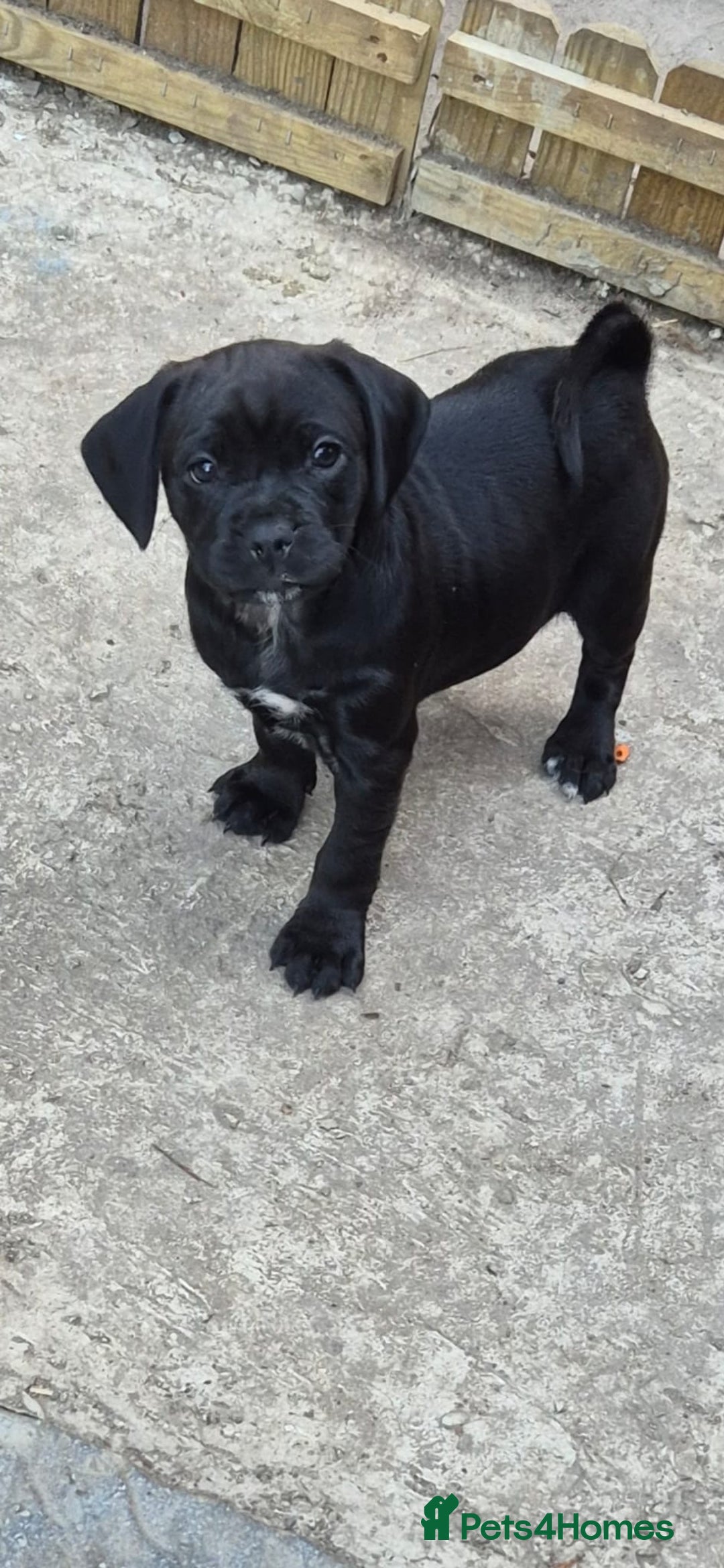 Mixed Breed dogs for sale: Adorable pug puppies  - Image 5