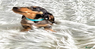 Miniature Dachshund dogs - Advert 3