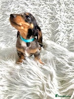 Miniature Dachshund dogs - Advert 3