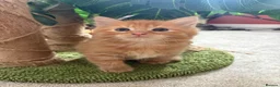 Mixed Breed cats for sale: Beautiful Fluffy Ginger Kittens - Advert 5