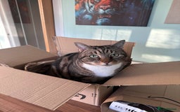 Mixed Breed cats for sale: Noah - 7 year old tabby cat - Image 3