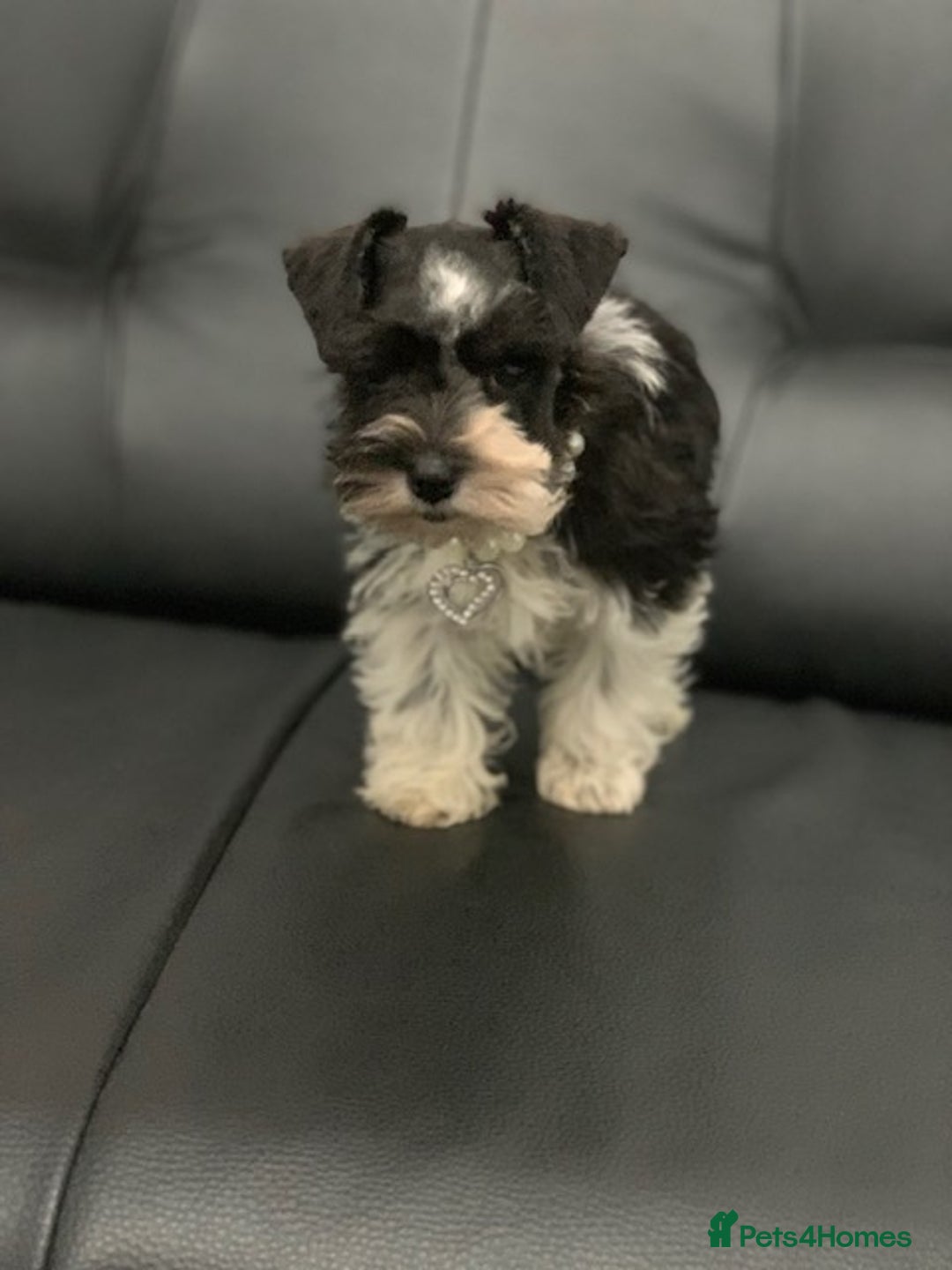 Miniature Schnauzer dogs for sale: 5* LICENSED. KC MINI ( TOY) SCHNAUZER LITTER - Advert 12