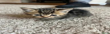 British Shorthair 2