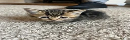 British Shorthair cats for sale: BSH kittens  - Advert 3