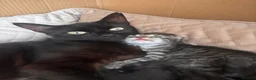 Mixed Breed cats for sale: 2 beautiful long haired female kittens in Swindon - Advert 12