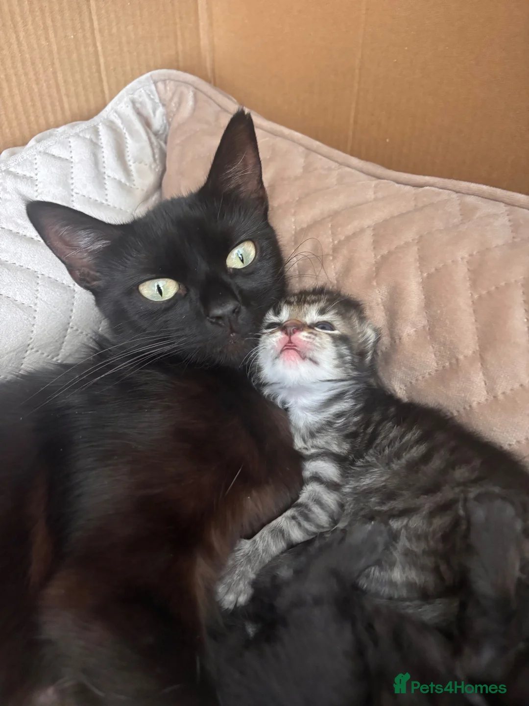 Mixed Breed cats for sale: 2 beautiful long haired female kittens in Swindon - Advert 12
