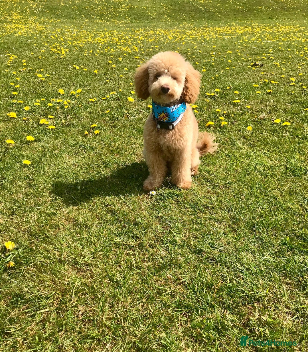 Miniature Poodle dogs for stud: Teddy KC Registered/Health tested Toy Stud in Wigan - Image 11
