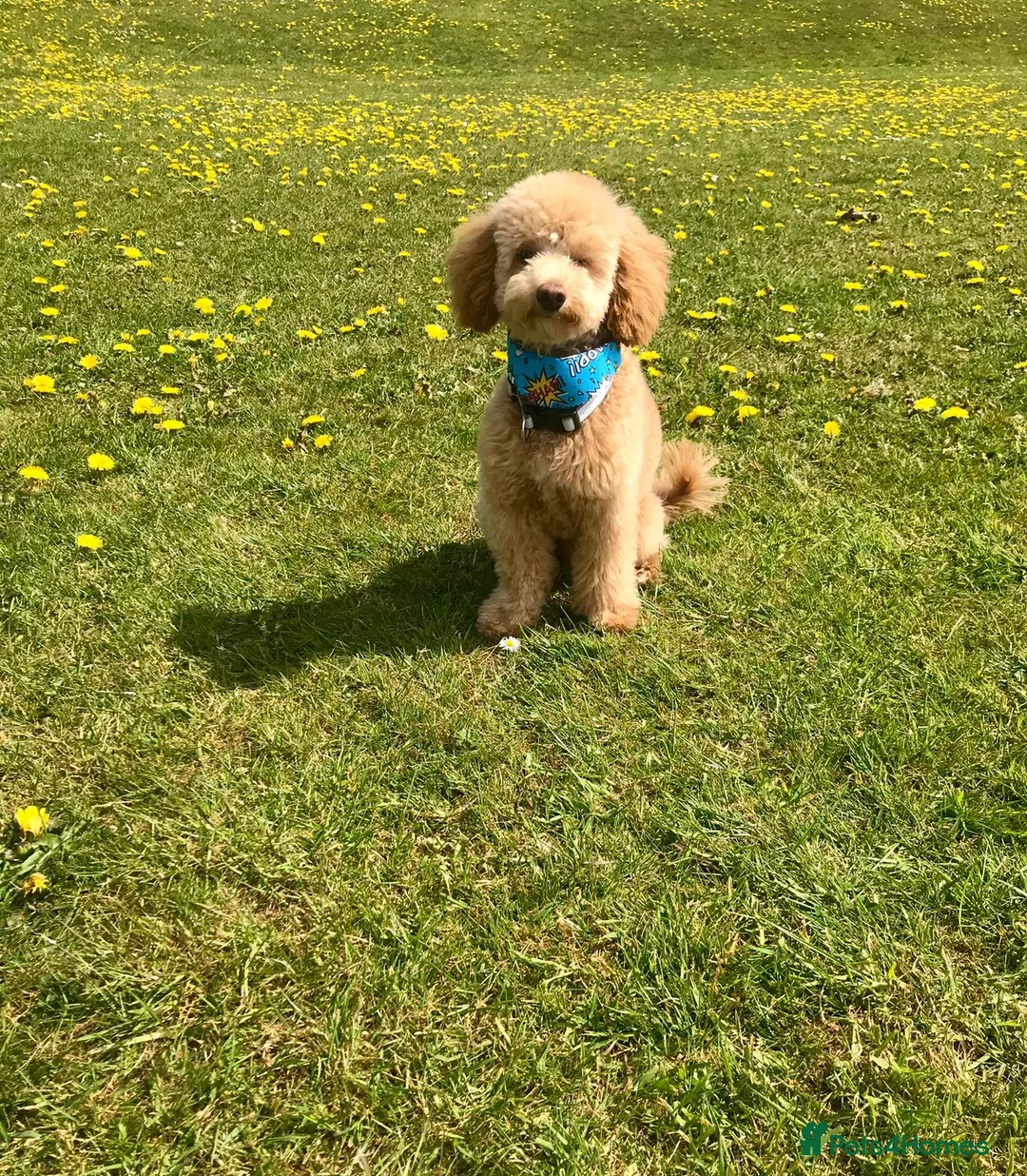 Miniature Poodle dogs for stud: Teddy KC Registered/Health tested Toy Stud in Wigan - Advert 11
