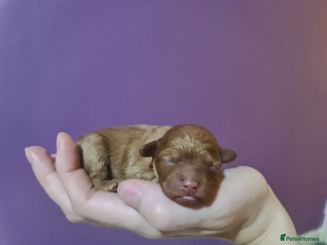 Toy Poodle dogs for sale: Beautiful toy poodle  - Advert 10