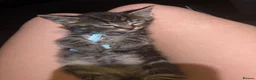 Domestic Shorthair cats for sale: Meet George  - Advert 4