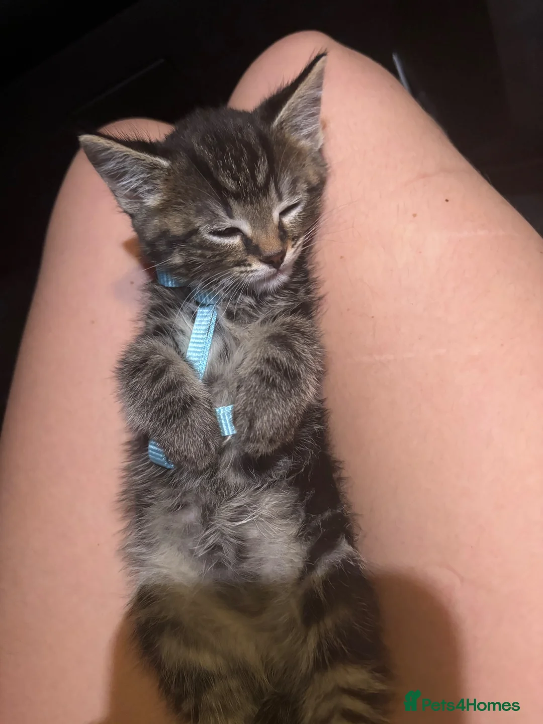 Domestic Shorthair cats for sale: Meet George  - Advert 4