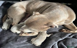 Staffordshire Bull Terrier dogs for sale: Blue Staffordshire Bull Terrier - Image 5