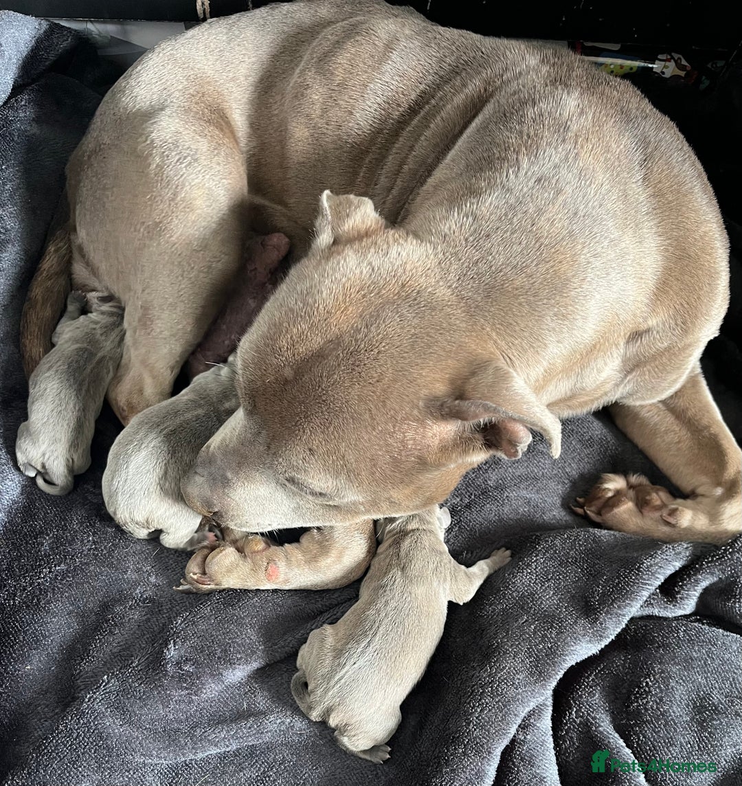 Staffordshire Bull Terrier dogs for sale: Blue Staffordshire Bull Terrier - Image 5