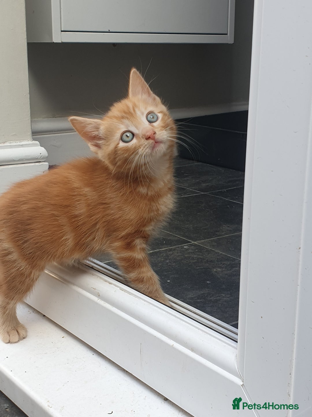 Mixed Breed cats for sale: Adorably beautiful kitten - Image 3