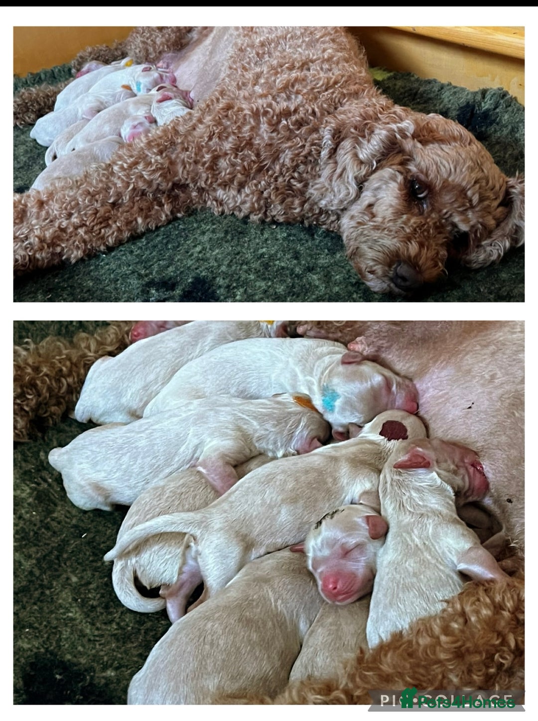 Australian Labradoodle dogs for sale: ♥️Tiny tails,Big Hearts - Australian Labradoodles  - Image 9